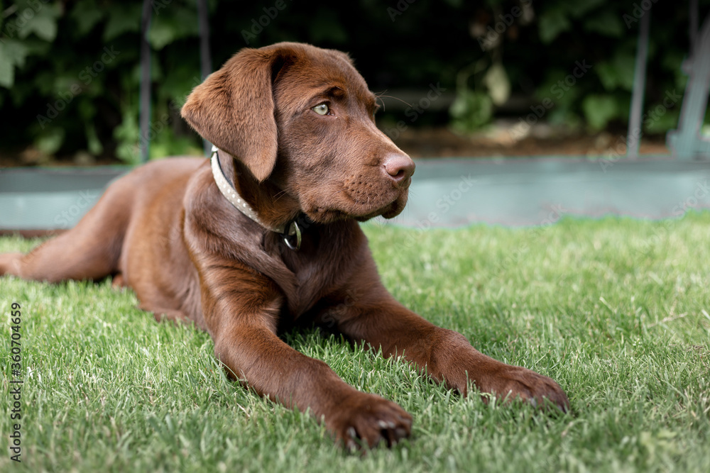 Brown labrador puppy. Chocolate dog. Brown labrador puppy. Chocolate dog.