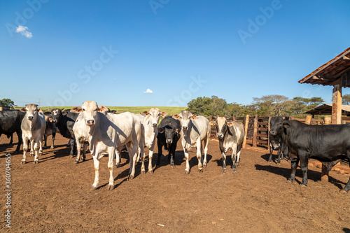 Livestock in confinement, oxen, cows, sunny day