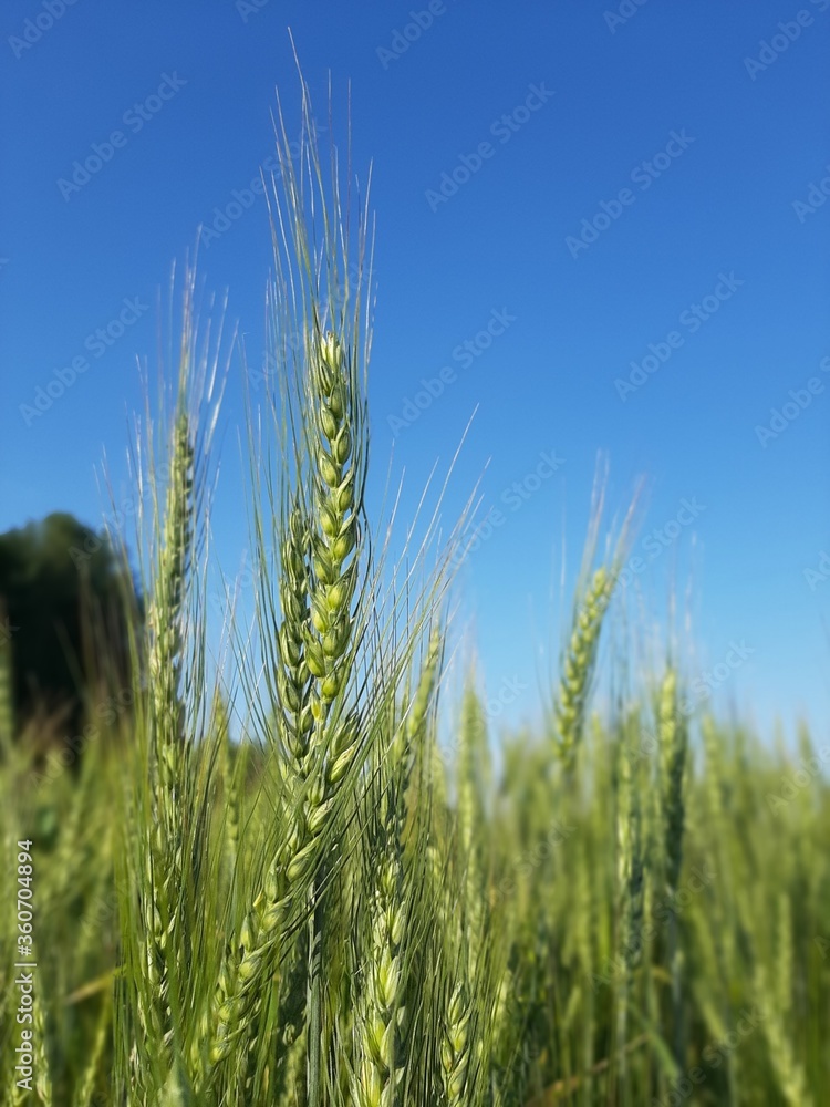 field of wheat field of wheat