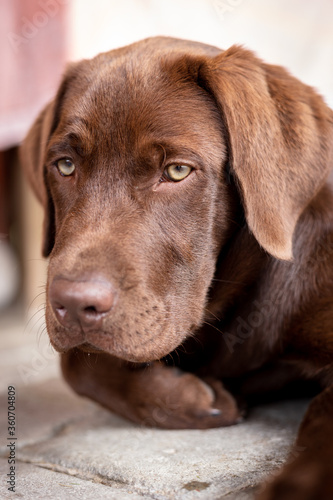 Portrait of a dog. Brown labrador Chocolate, a rare color. © HENADZI BUKA