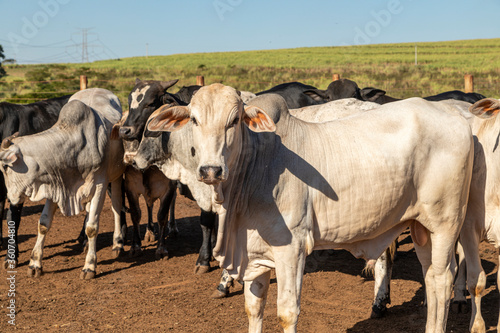 Portrait of a crossbreed ox of the angus breed with nellore