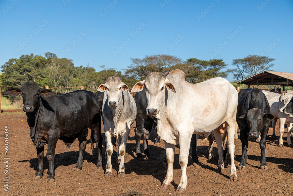 Group of cow in cowshed