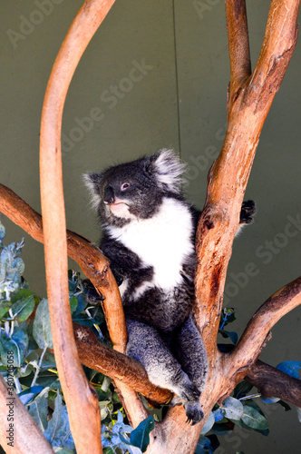 Photography koala on a tree