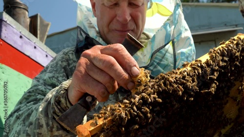 the beekeeper checks the frames with honeycombs and removes excess wax by shaking off the bees with his bare hands