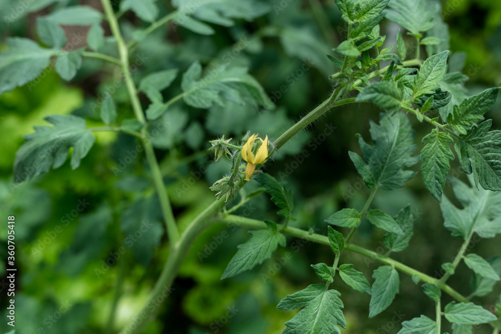 Plants grow in a greenhouse. Tomatoes, cucumbers and peppers. Plants grow in a greenhouse. Tomatoes, cucumbers and peppers.