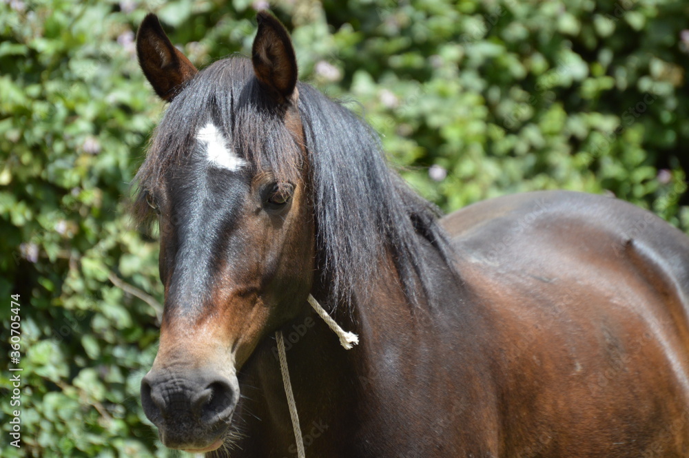 Horse Horse