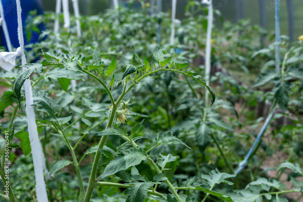 Plants grow in a greenhouse. Tomatoes, cucumbers and peppers. Plants grow in a greenhouse. Tomatoes, cucumbers and peppers.