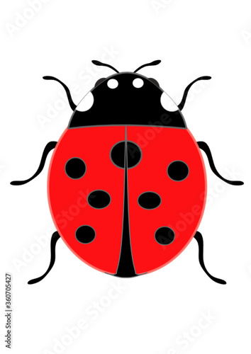 Cute little ladybug as sign of good luck and good fortune with red wings and seven black dots on the back shows the natural luck, hope and fortune as beetle insect as scalable vector graphics © sunakri