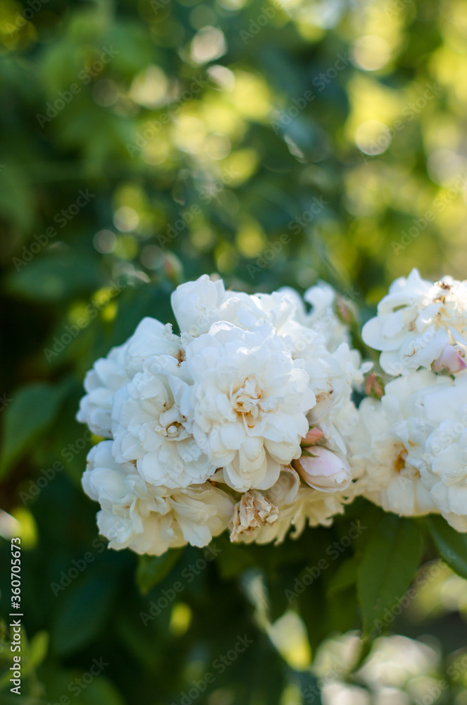 Flores blancas en un parque Flores blancas en un parque