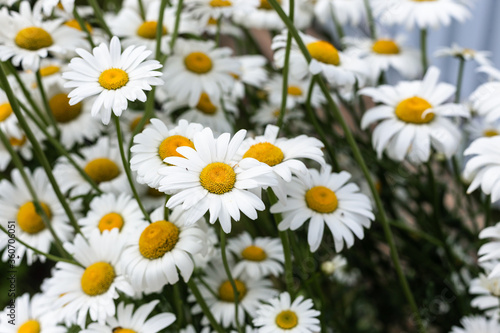 White  large daisies in the garden.