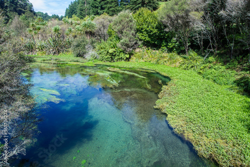 Blue Springs Quelle in Neuseeland   Blue Springs in New Zealand