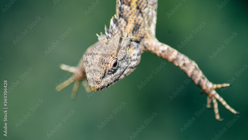 close up of a chameleon.