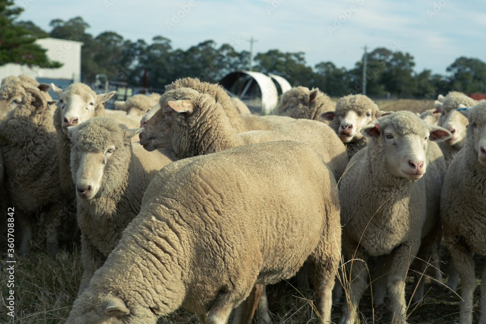 Fototapeta premium sheep in a field
