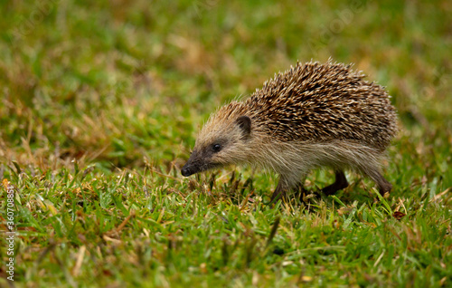 An Hedgehog looking for food in my backyard garden, Povoa de Lanhoso, Portugal.
