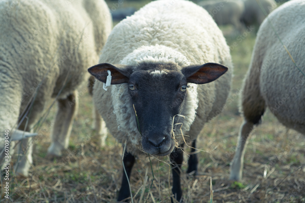 Fototapeta premium sheep in the field