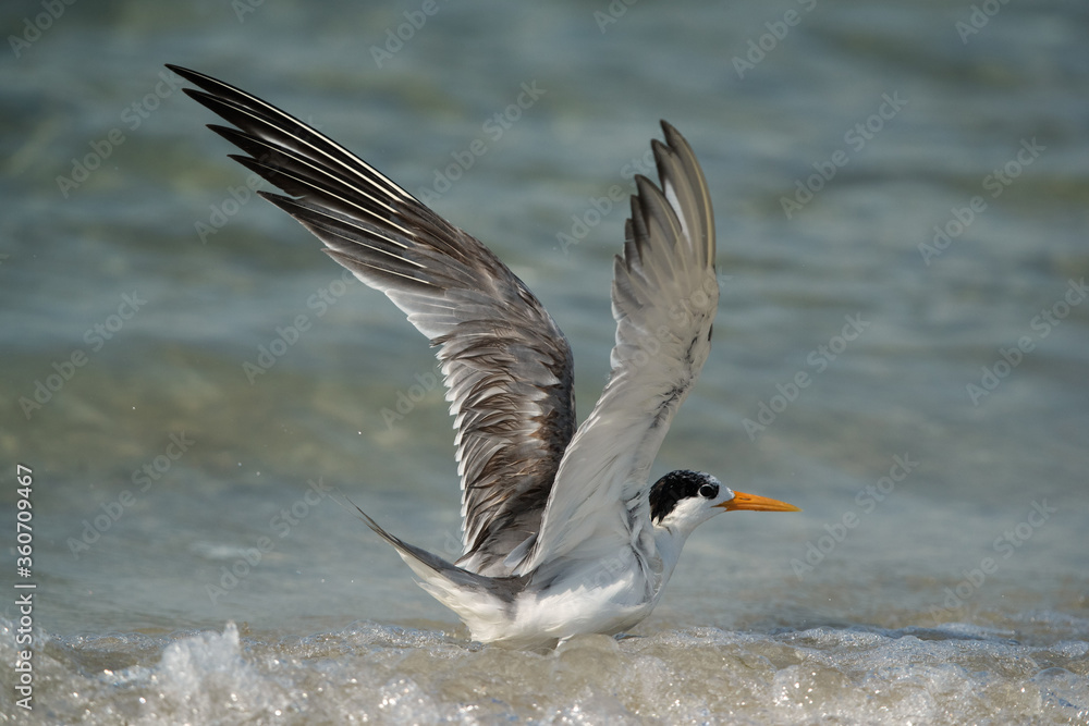Greater Crested Tern takeoff, Bahrain Greater Crested Tern takeoff, Bahrain