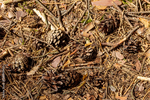 The soil surface in the forest, covered with fallen needles, leaves and twigs. © Сергей Рамильцев