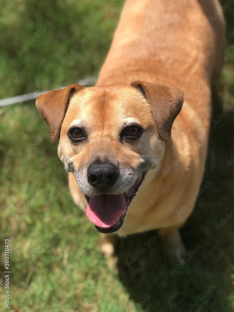 portrait of a dog