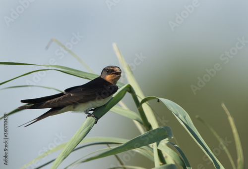 Barn swallow looking towards the camera with opne bill, Bahrain photo