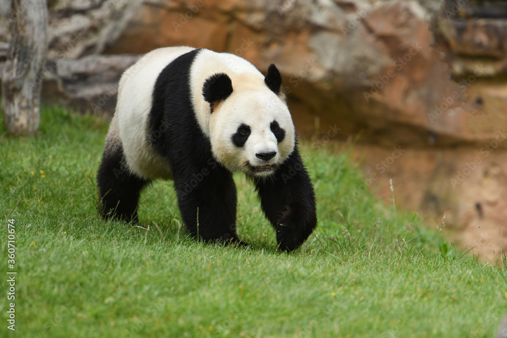 Fototapeta premium panda