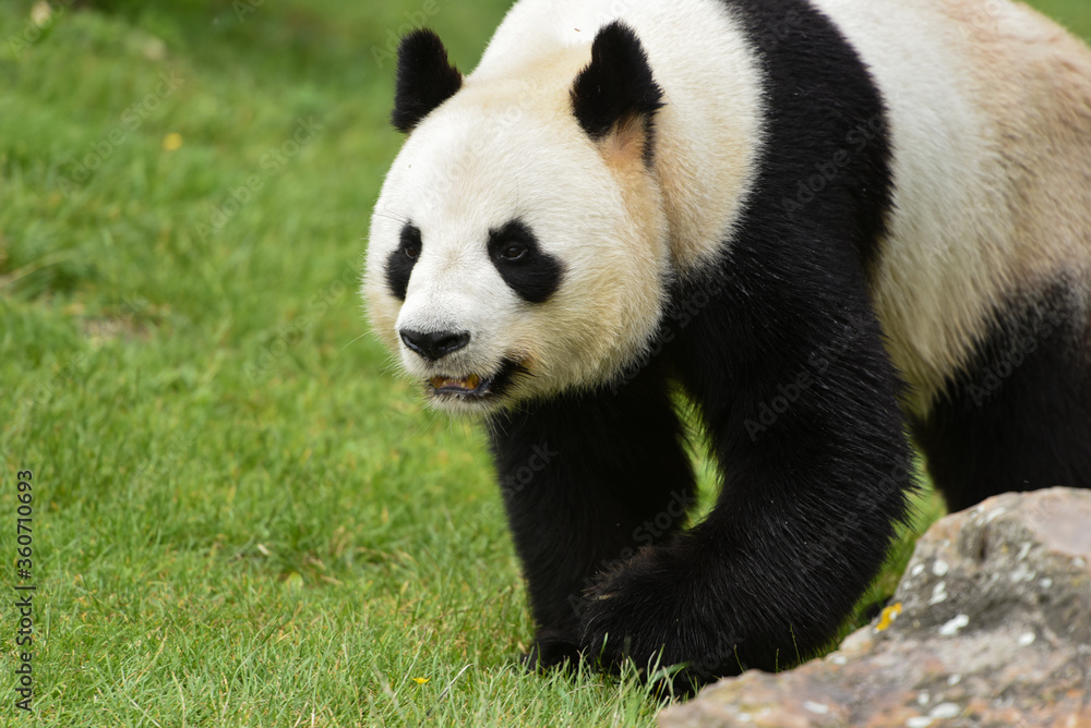 Obraz premium panda