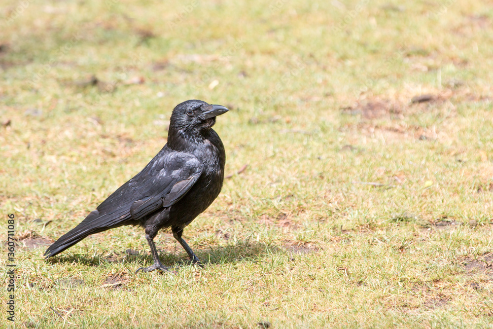 Fototapeta premium Common Raven also northern raven (in german Kolkrabe) Corvus corax