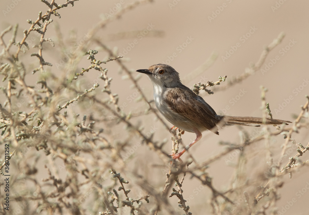 Plain Prinia perched on bush, Bahrain Plain Prinia perched on bush, Bahrain