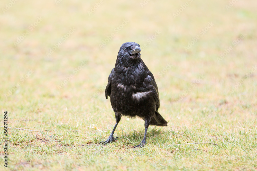 Obraz premium Common Raven also northern raven (in german Kolkrabe) Corvus corax