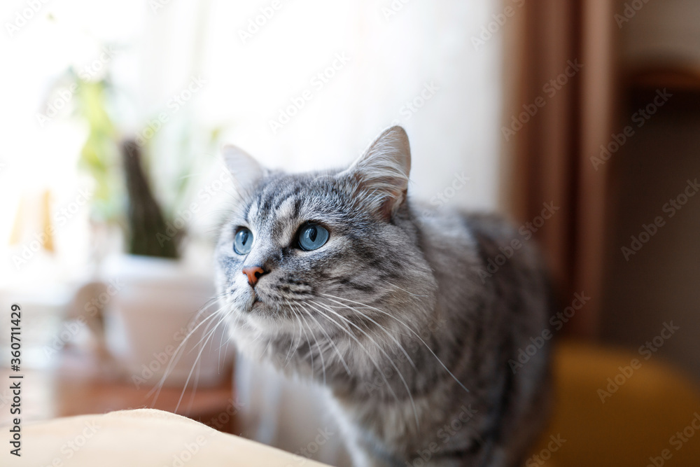 Cute fluffy cat at home. Tabby lovely kitten with blue eyes and long gray hair.