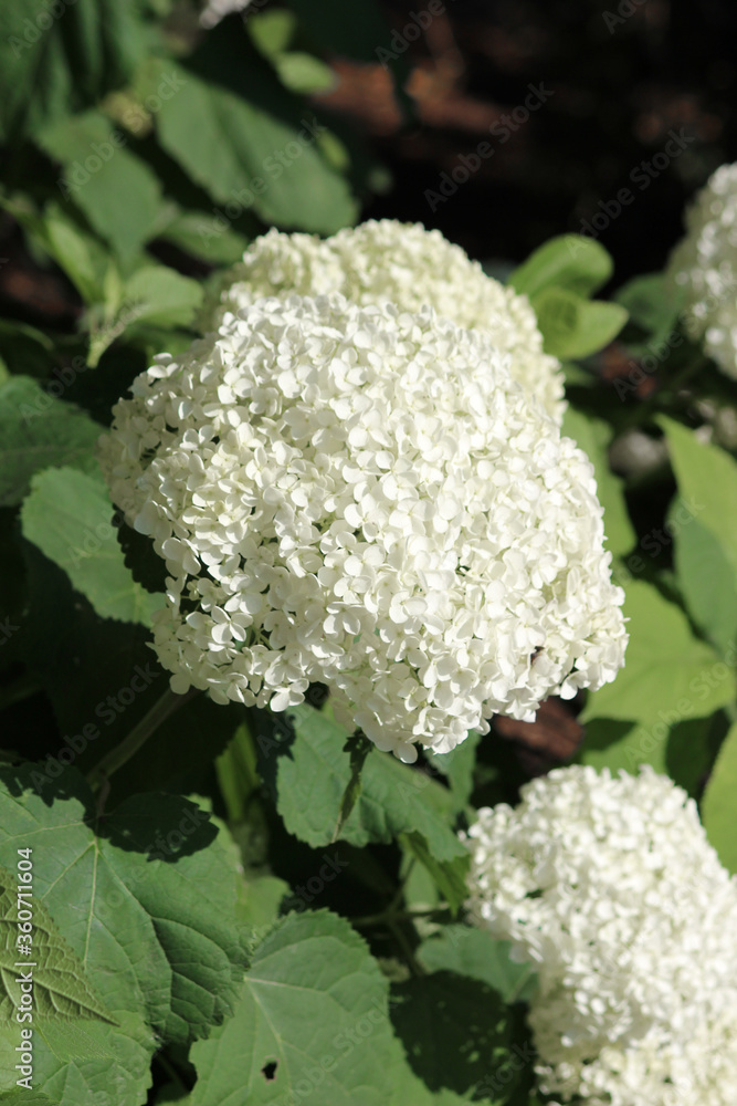common hydrangea also hills-of-snow (in german Wald-Hortensie) Hydrangea arborescens common hydrangea also hills-of-snow (in german Wald-Hortensie) Hydrangea arborescens