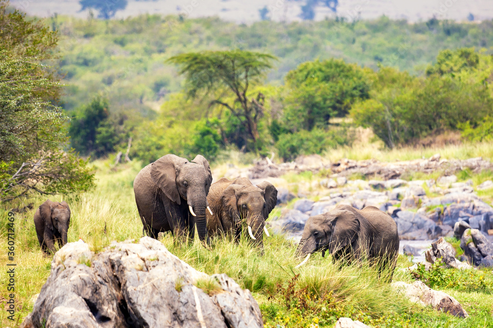 Obraz premium African elephants in Masai Mara National Park. Kenya, Africa.