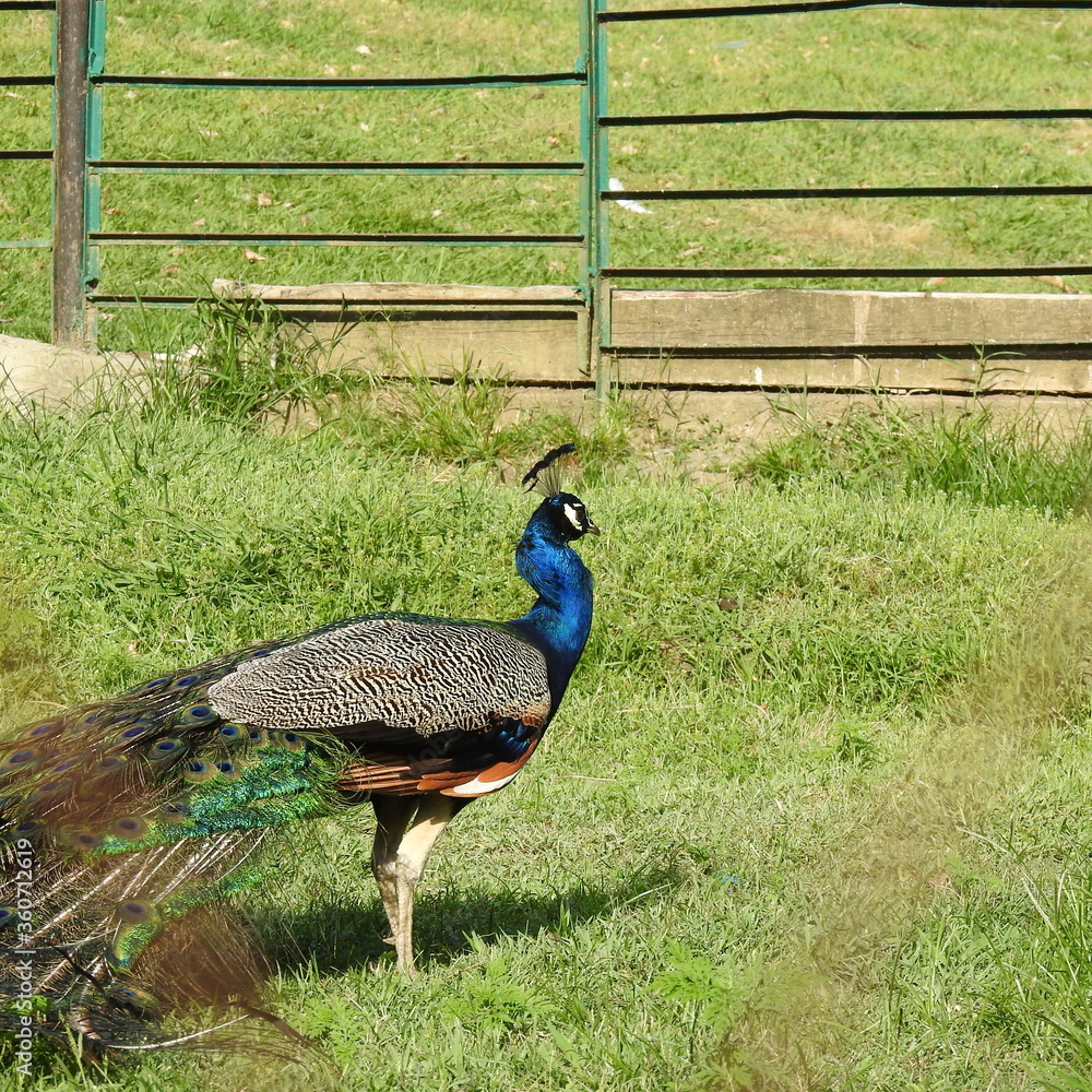 Fototapeta premium peacock on the grass