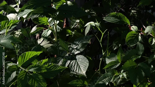 Background of leaves and stems. Leaves lit by the sun.