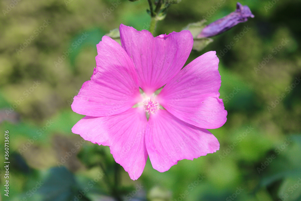 cut-leaved mallow also hollyhock mallow also vervain mallow (in german Rosen-Malve) Malva alcea cut-leaved mallow also hollyhock mallow also vervain mallow (in german Rosen-Malve) Malva alcea