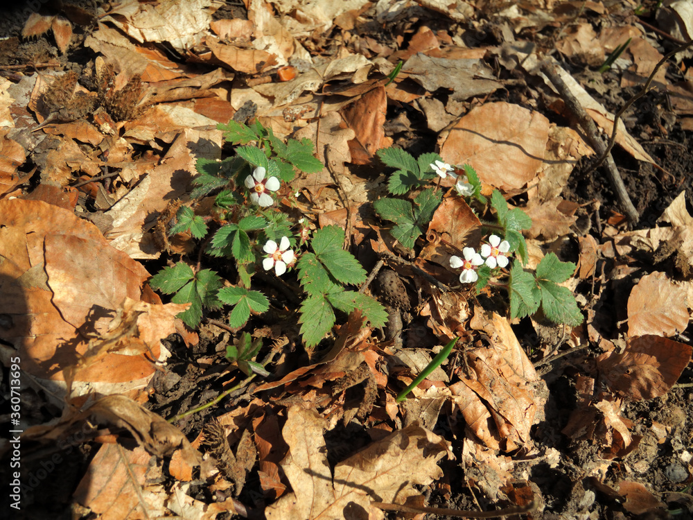 Wild strawberries bloomed in a forest in Mezmay Wild strawberries bloomed in a forest in Mezmay