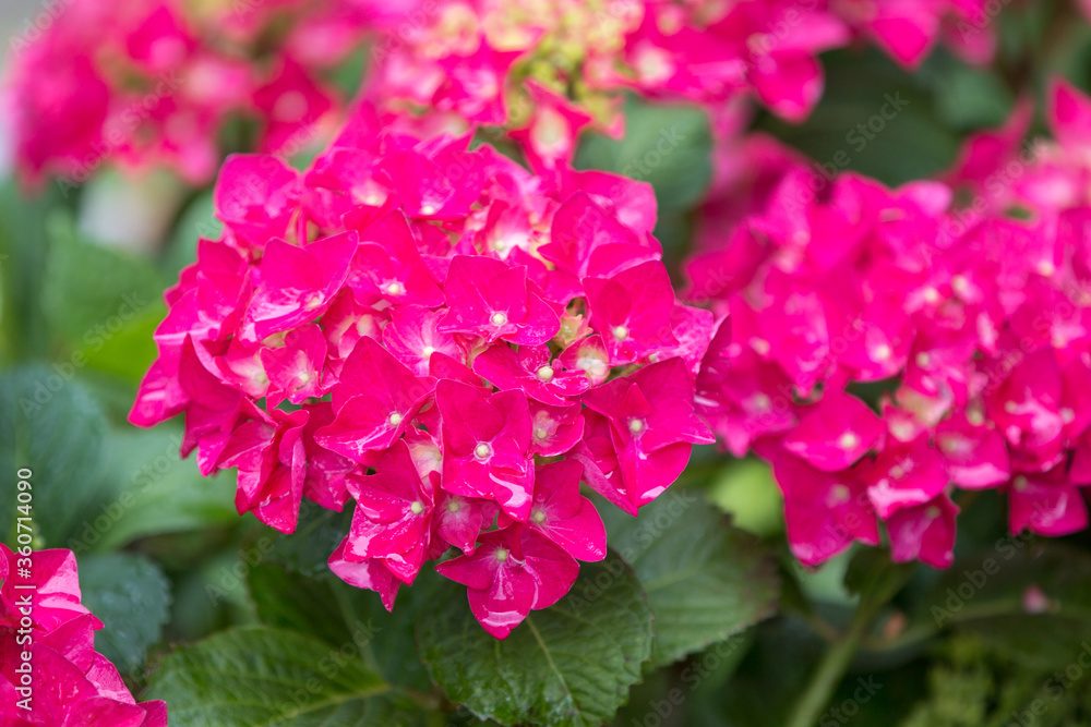 Fototapeta premium red Hydrangea (in german Gesägte Hortensie or Blaue Hortensie) Hydrangea Serratta 