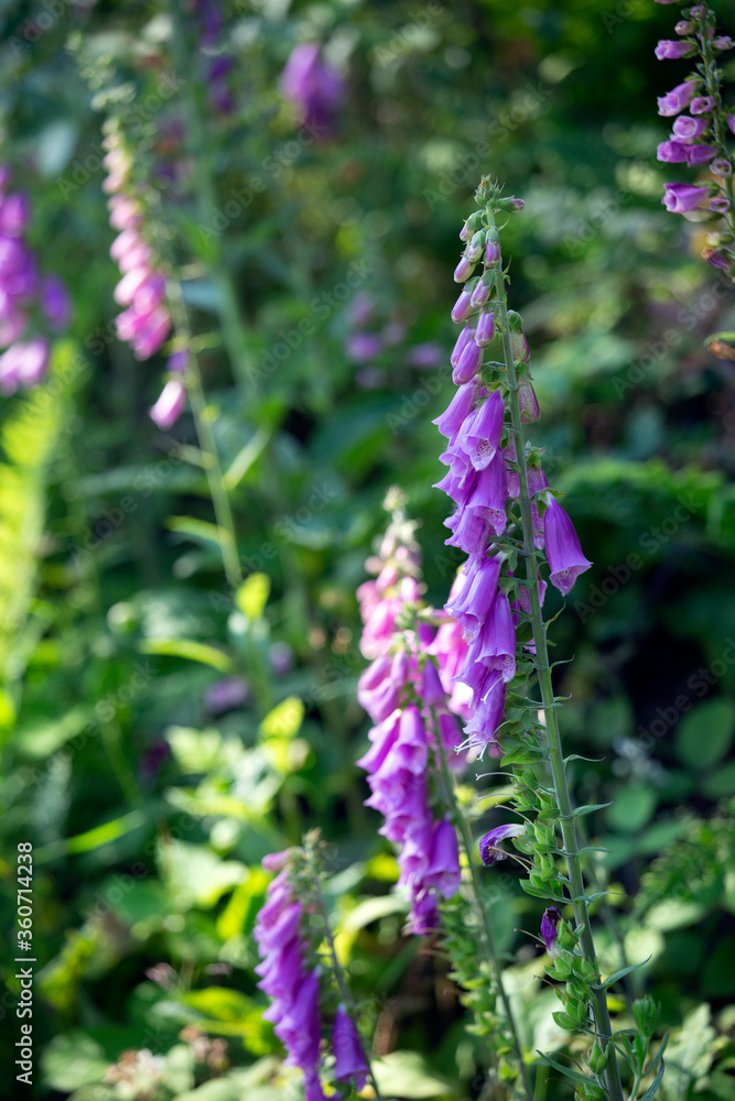 Foxgloves in a Franconian woods near Mitwitz on a lovely June morning Foxgloves in a Franconian woods near Mitwitz on a lovely June morning