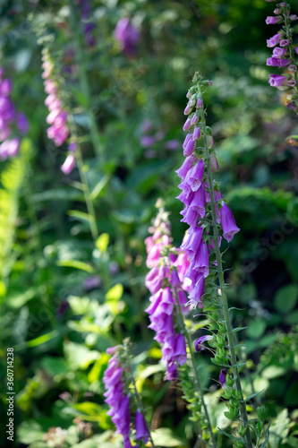 Foxgloves in a Franconian woods near Mitwitz on a lovely June morning © griangraf