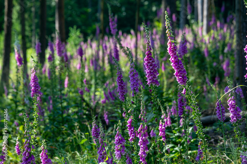 Foxgloves in a Franconian woods near Mitwitz on a lovely June morning