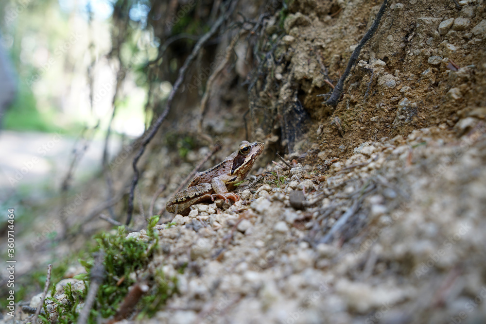 The forest frog also called ice frog lives in the forests in Bavaria The forest frog also called ice frog lives in the forests in Bavaria