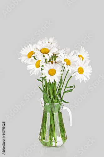 Beautiful big camomiles flowers in glass jug or vase  isolated on gray background. Wildflowers