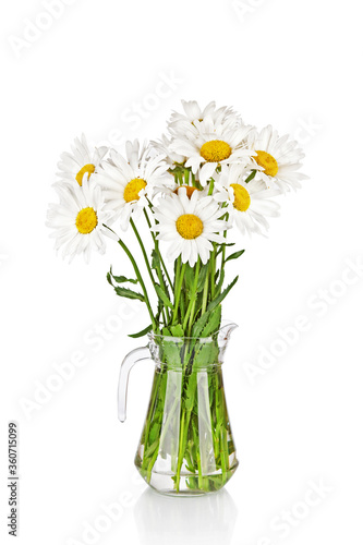 Beautiful big camomiles flowers in glass jug or vase  isolated on white background. Wildflowers