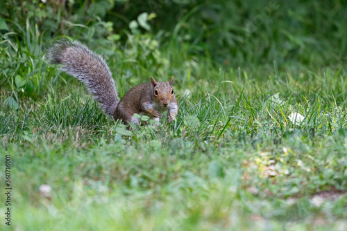 Φωτογραφία Cute squirrel