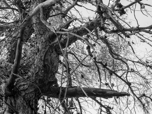  Old dying pine tree in the spanish forest. photo