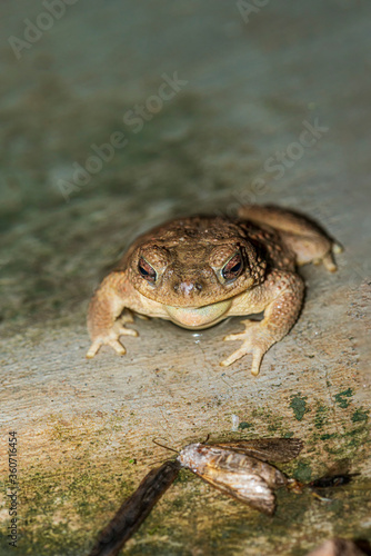 New Mexico Spadefoot Toad Spea multiplicata  photo