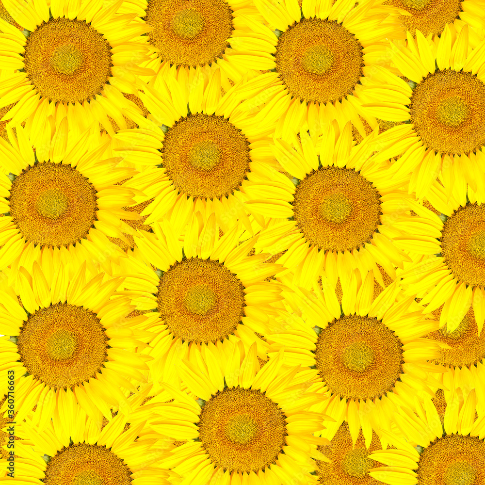 Beautiful yellow Sunflower flower background Beautiful yellow Sunflower flower background