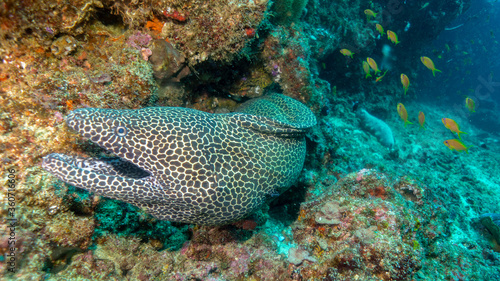 The honeycomb moray eel warns that she does not want visitors. Tofo Beach, Mozambique © izenkai