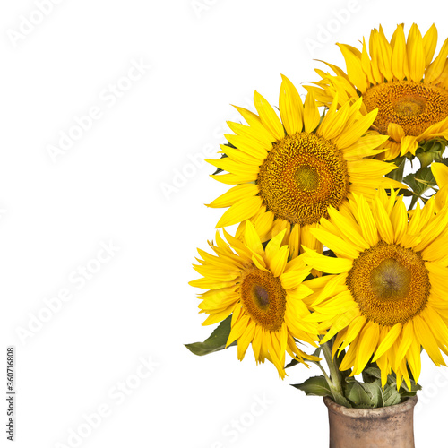 High contrast, vintage image of a rustic vase with beautiful yellow sunflowers flowers isolated on white. Copy spase, flat lay, top view, Holiday symbol. Greeting card