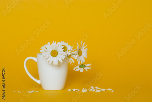 Beautiful simple bouquet of daisies in a white mug on a yellow background. Copyspace