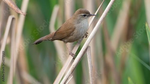 cetti`s warbler in spain Coto Doñana